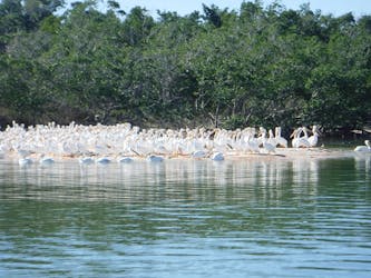 Spedizione della fauna selvatica e della spiaggia del Parco nazionale delle Everglades